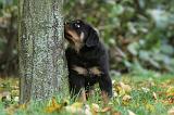 ROTTWEILER 345